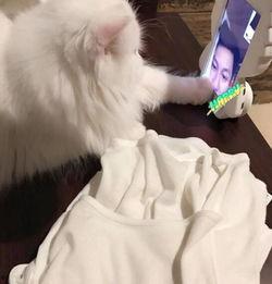 爱猫视频,捕捉猫咪萌态瞬间，带你领略喵星人魅力