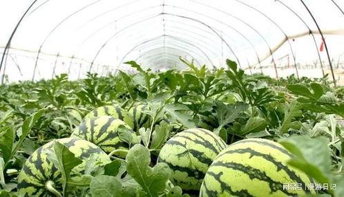 大棚西瓜种植视频,从播种到收获