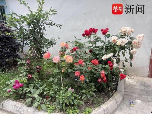种花视频